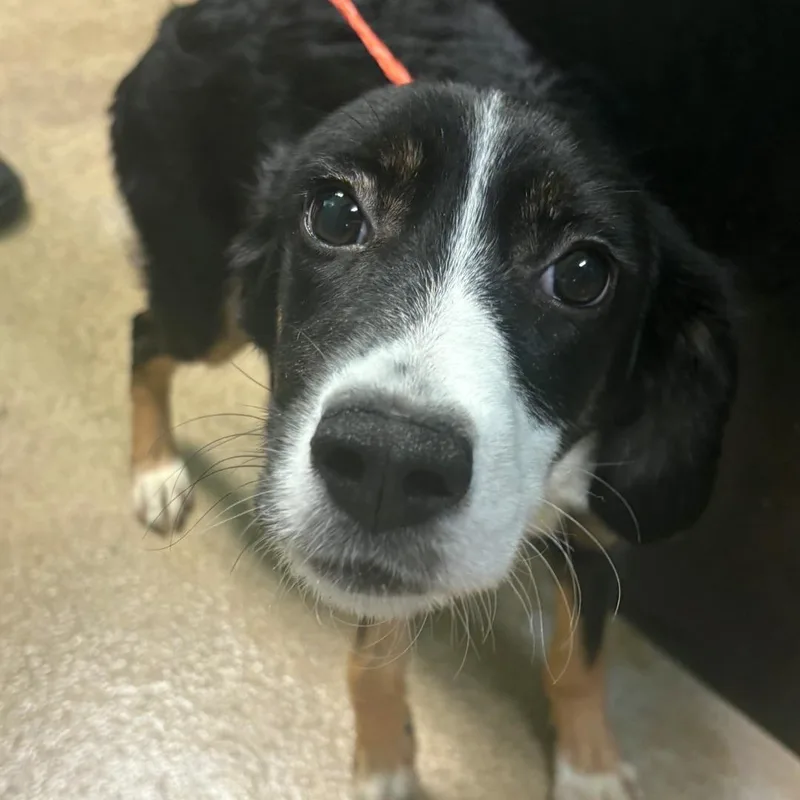 A young small-sized female Tricolor (Brown, Black, & White) Spaniel dog named Cookie for adoption in Watertown, NY