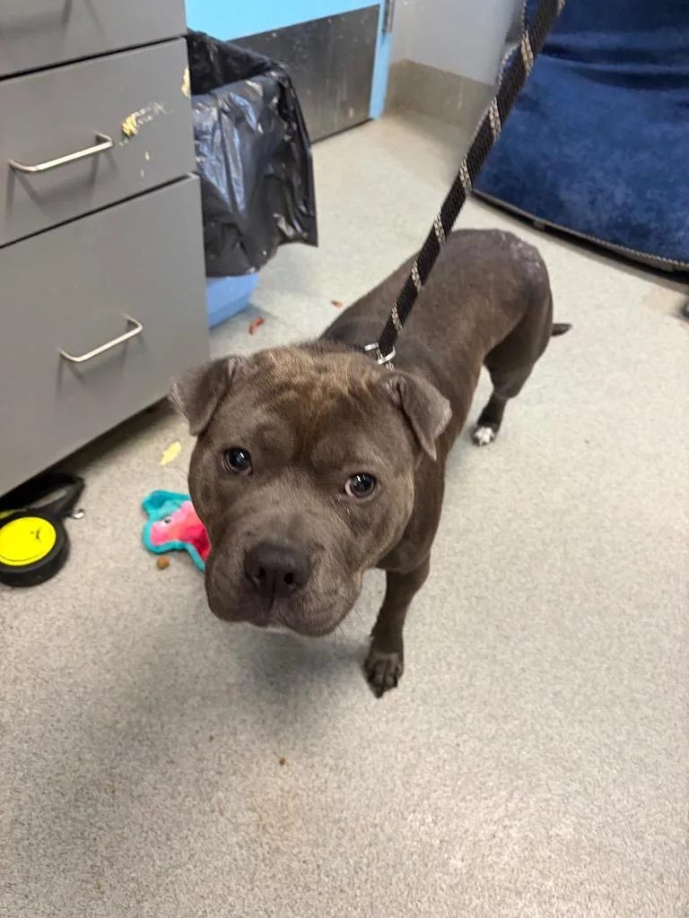 A young medium-sized female Staffordshire Bull Terrier dog named Honey for adoption in Bloomington, IN