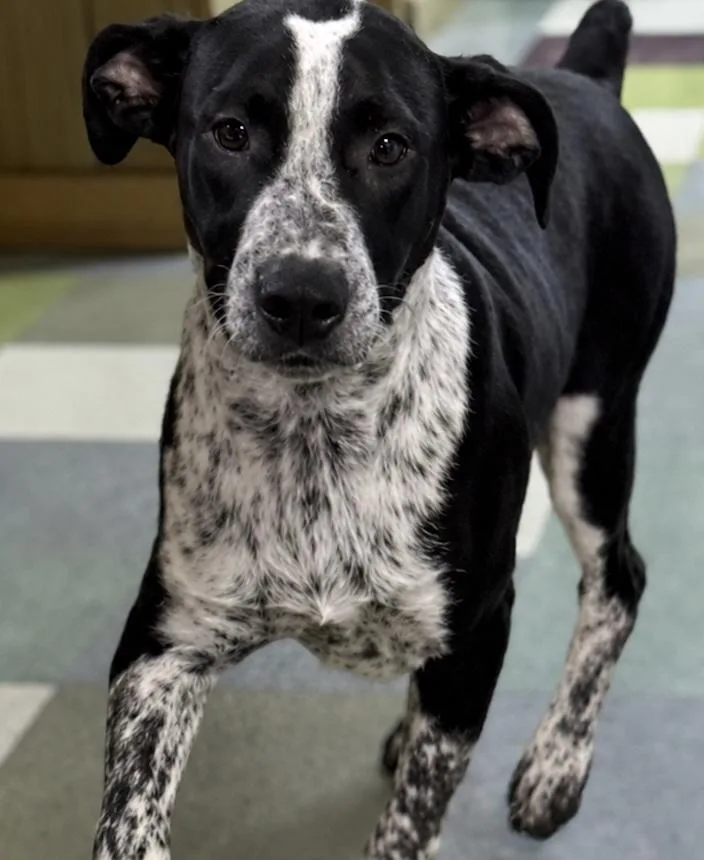 A baby small-sized male Bicolor Australian Cattle Dog / Blue Heeler dog named Sparky for adoption in Kirksville, MO