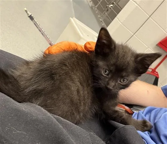 A baby small-sized male Domestic Short Hair cat named Mochi for adoption in Indianapolis, IN