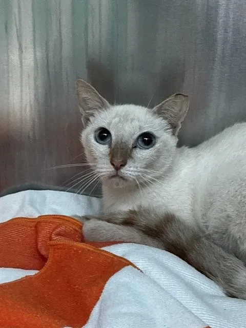 An adult small-sized female Domestic Short Hair cat named Foxy for adoption in Fort Lauderdale, FL