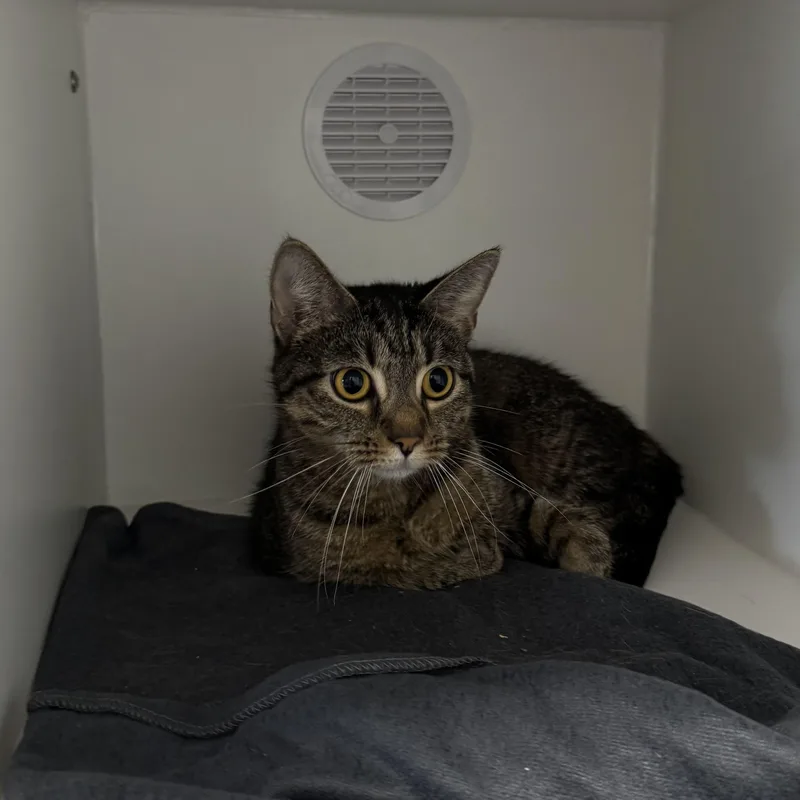 Mrs. Pepper thumbnail 2