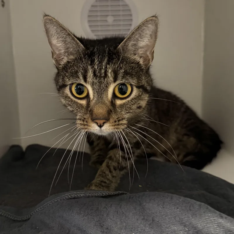 Mrs. Pepper thumbnail 4