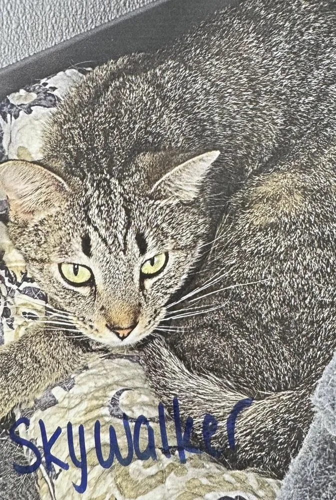 Skywalker thumbnail 2