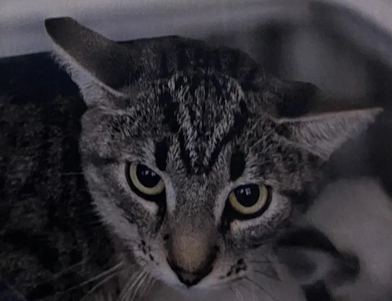 Skywalker thumbnail 5