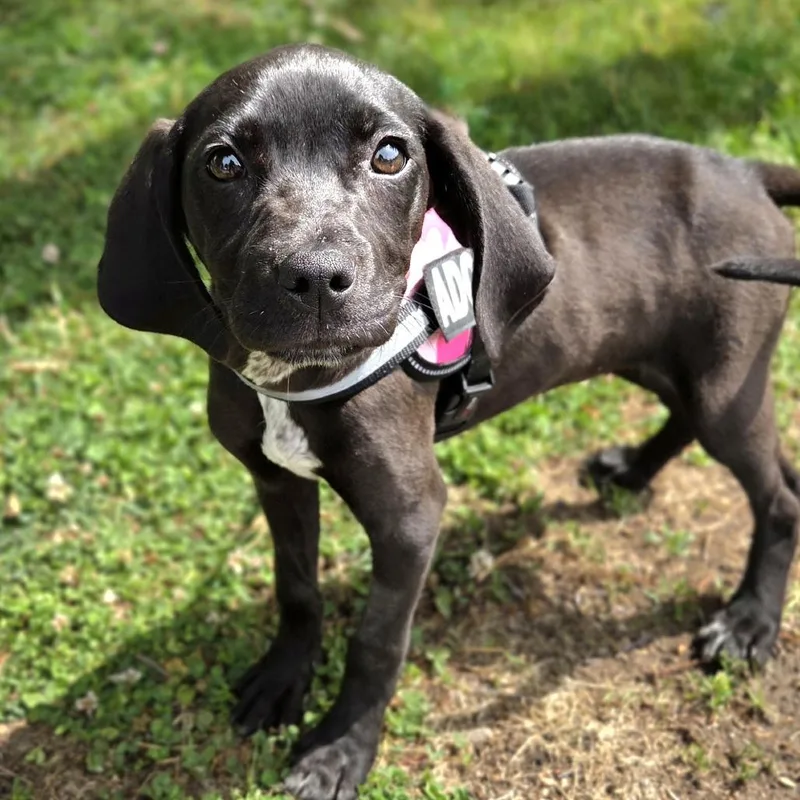 Ellie
