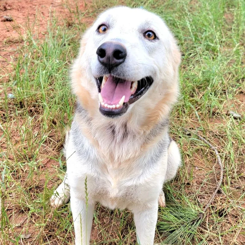 An adult medium-sized female White / Cream Shepherd dog named Artica for adoption in Valley, AL