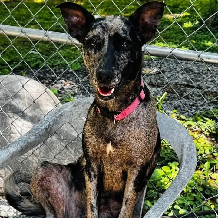 A young medium-sized female Gray / Blue / Silver Catahoula Leopard Dog dog named Tallulah for adoption in Williston, VT