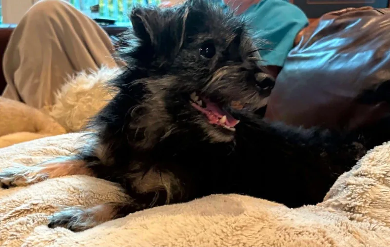 A young small-sized male Mixed Breed dog named Skipper for adoption in Holbrook, NY