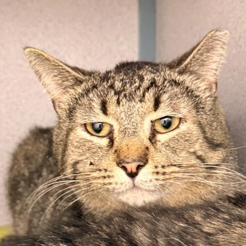 An adult medium-sized male Brown / Chocolate Domestic Short Hair cat named Windy for adoption in Evansville, IN