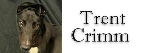 An adult large-sized male Greyhound dog named Trent Crimm for adoption in Douglasville, GA