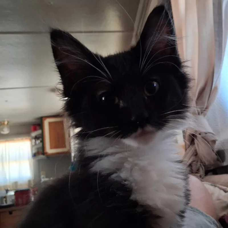 A baby small-sized female Black Domestic Short Hair cat named Boots for adoption in Ashland, OR
