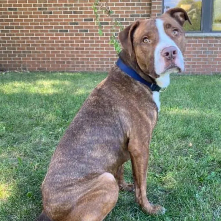 A senior large-sized male Brindle Pit Bull Terrier dog named Diesel for adoption in Coralville, IA