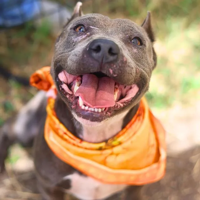 An adult medium-sized female American Staffordshire Terrier dog named Xenia for adoption in San Antonio, TX