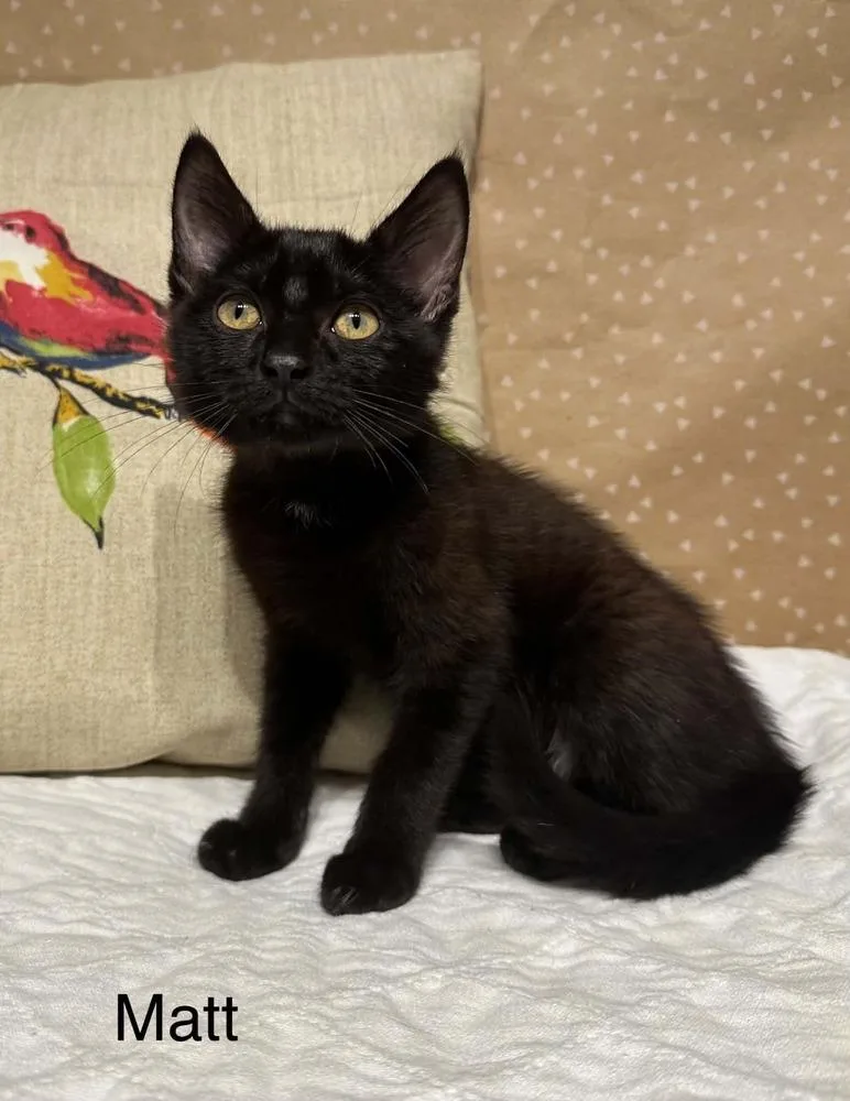 A baby small-sized male Black Domestic Short Hair cat named Matt for adoption in Groveland, MA