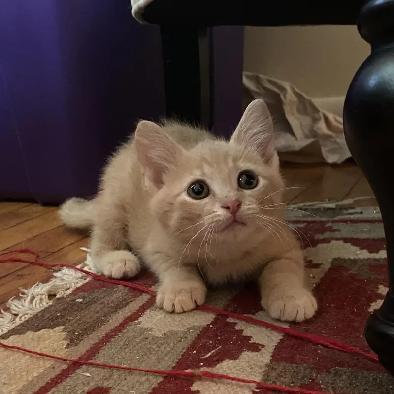 A baby small-sized male Buff / Tan / Fawn Domestic Short Hair cat named Theater for adoption in Evanston, IL