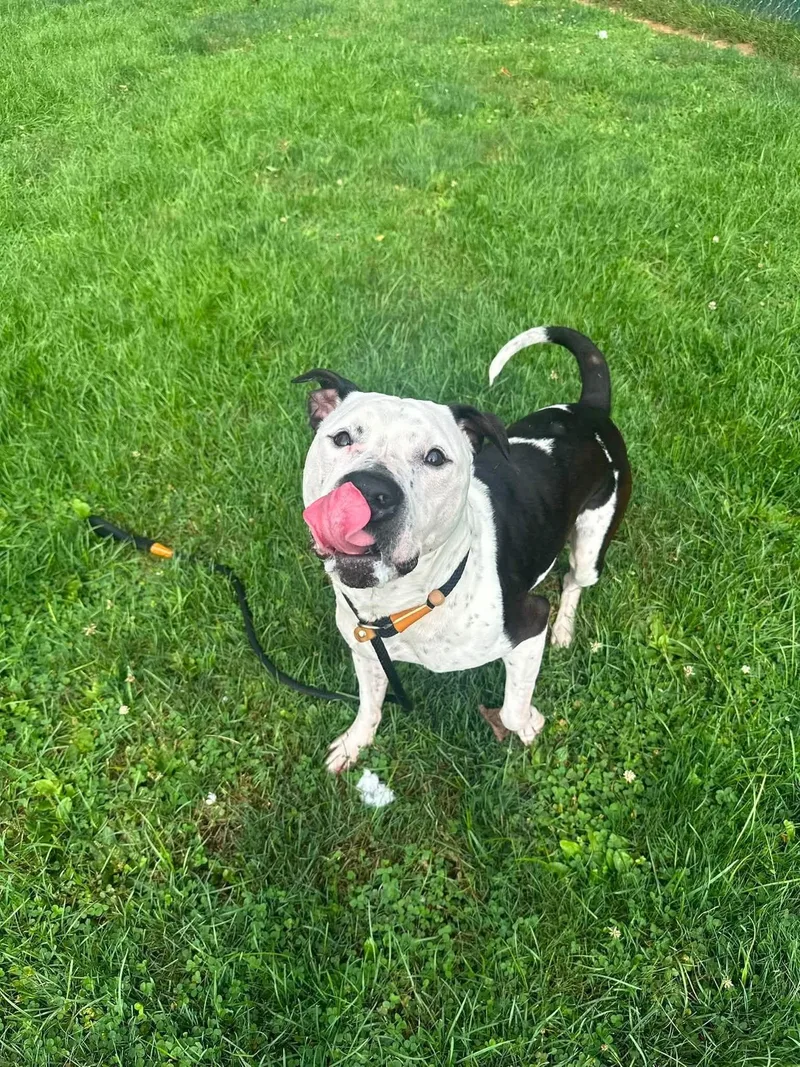 An adult large-sized male White / Cream Pit Bull Terrier dog named Ziggy for adoption in Myerstown, PA