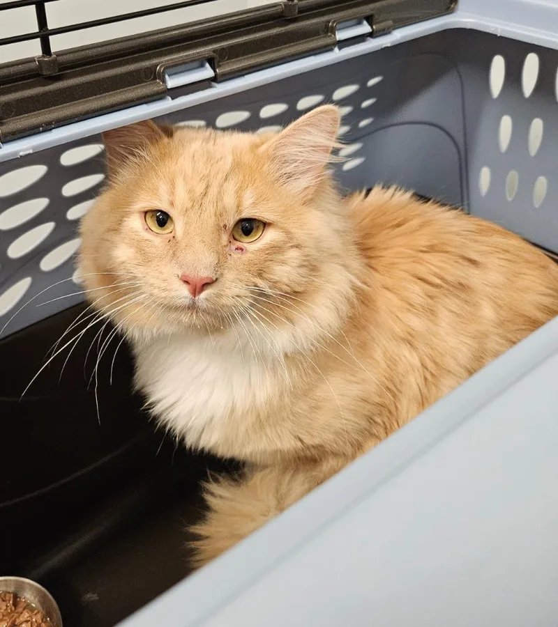 An adult medium-sized male Domestic Long Hair cat named Fluffy for adoption in Bloomington, IN