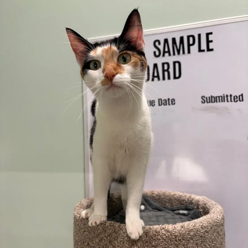 A young medium-sized female Tortoiseshell Domestic Short Hair cat named Hazel for adoption in Skokie, IL