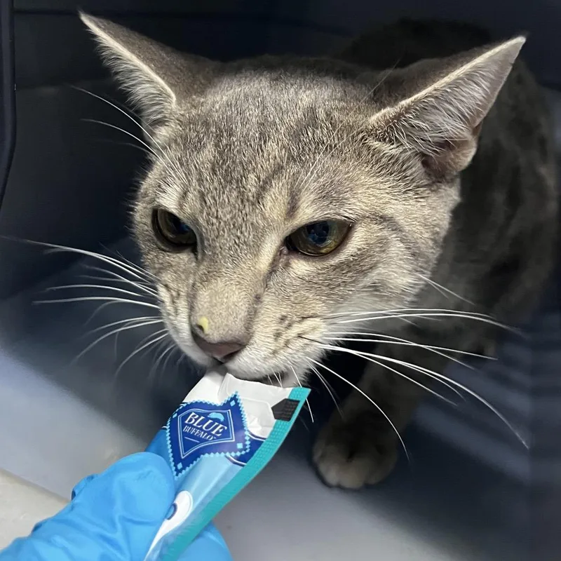 An adult medium-sized female Domestic Short Hair cat named Charity for adoption in Summerville, SC