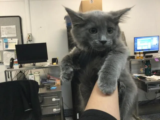 A baby small-sized female Domestic Long Hair cat named Grayzy for adoption in Thousand Palms, CA