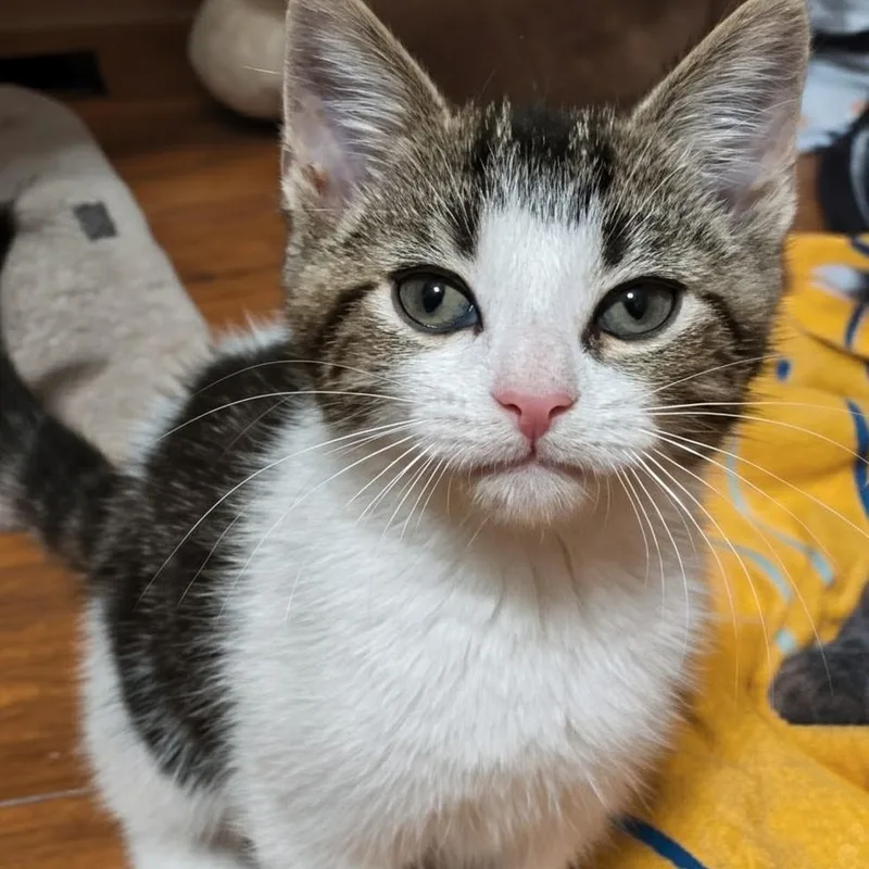 A baby small-sized male White Domestic Short Hair cat named Ocelot Best Friends With for adoption in West Jefferson, OH