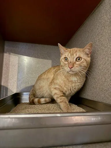An adult medium-sized male Domestic Short Hair cat named Tyrone for adoption in Washington, DC