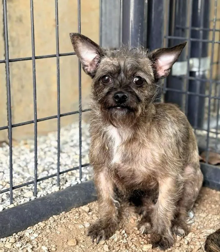 An adult medium-sized female Mixed Breed dog named Strawberry for adoption in Shelburne, VT