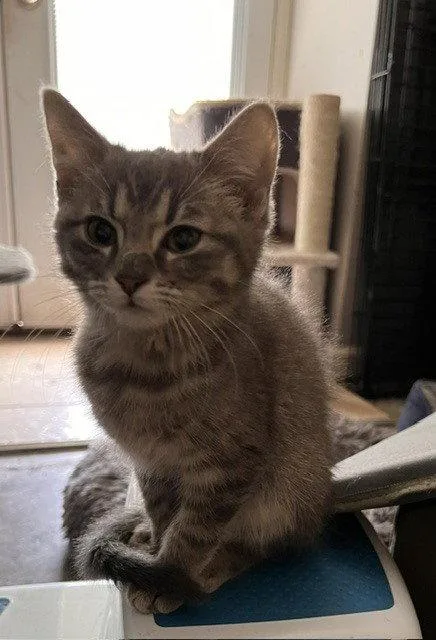 A baby small-sized female Domestic Short Hair cat named Kyah for adoption in O'Fallon, MO