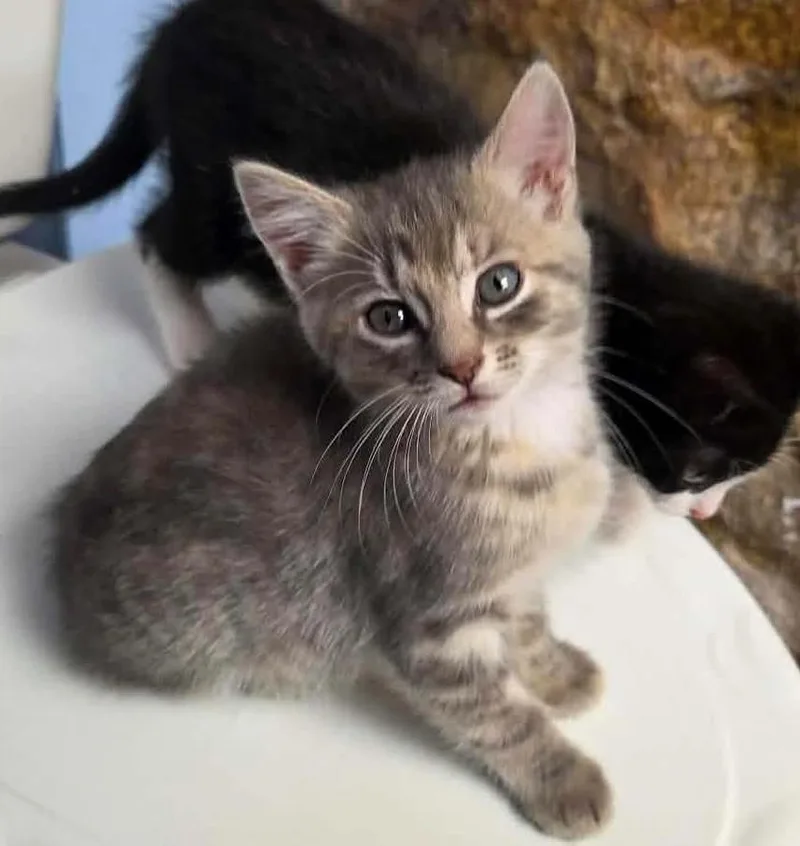 A baby medium-sized female Tabby (Gray / Blue / Silver) Domestic Short Hair cat named Loretta for adoption in Breinigsville, PA