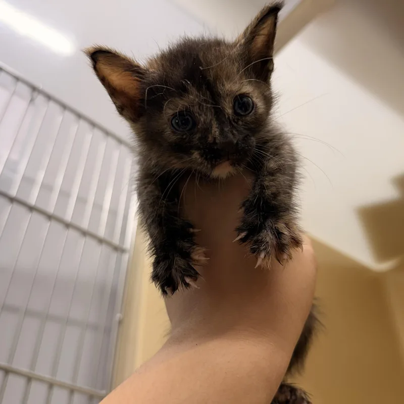 A baby medium-sized male Tortoiseshell Domestic Short Hair cat named Melanie for adoption in Converse, TX