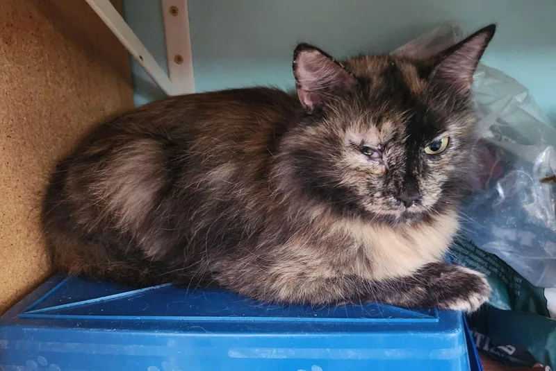 A young medium-sized female Domestic Long Hair cat named Bella for adoption in Crossville, TN