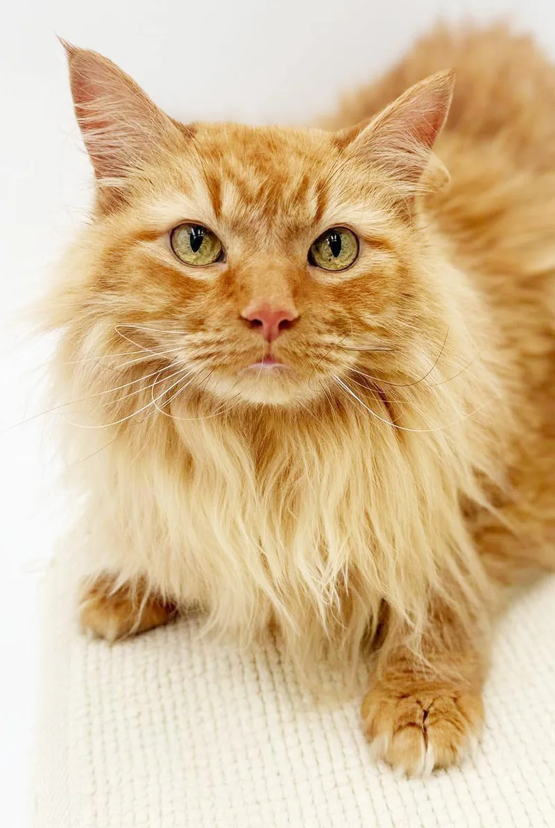 An adult extra large-sized male Orange / Red Maine Coon cat named Cooper is the ULTIMATE for adoption in Bedford Hills, NY