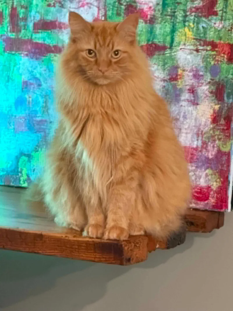 Cooper is the ULTIMATE thumbnail 4
