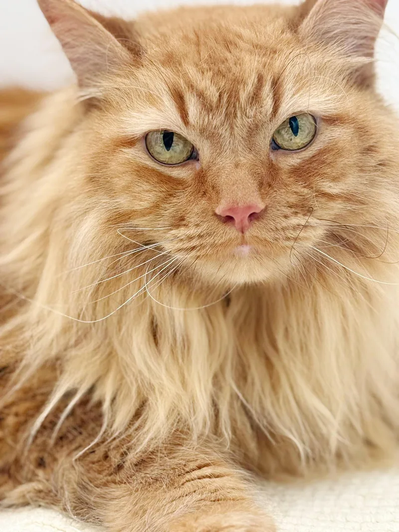 Cooper is the ULTIMATE thumbnail 5
