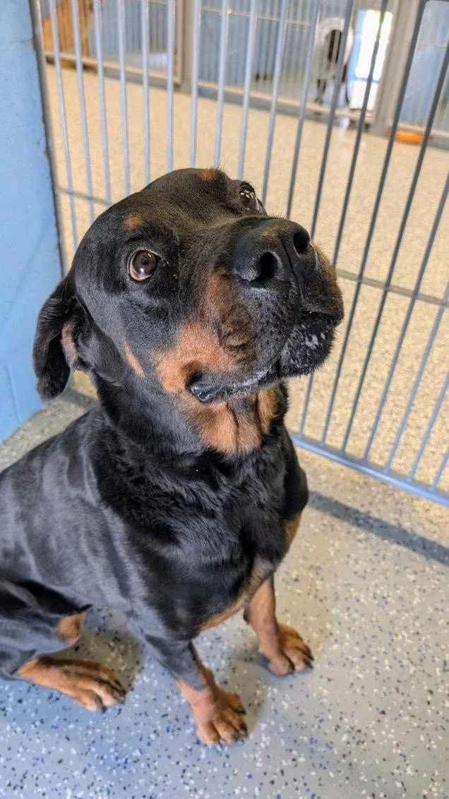 A senior large-sized female Rottweiler dog named Ella for adoption in Benson, AZ