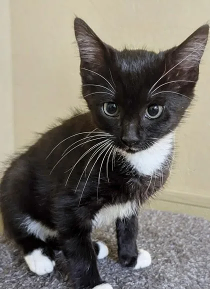 A baby medium-sized female Black & White / Tuxedo American Bobtail cat named Crow for adoption in Jackson, GA