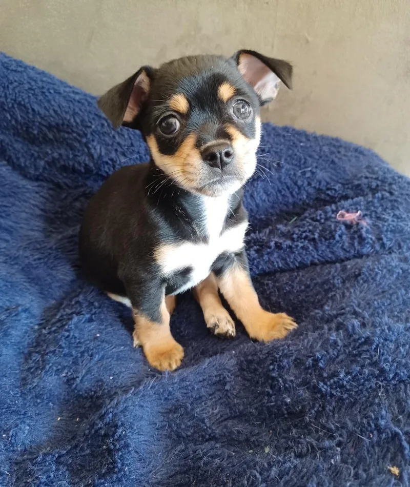 A baby small-sized female Tricolor (Brown, Black, & White) Chihuahua dog named Mia for adoption in Shingle Springs, CA