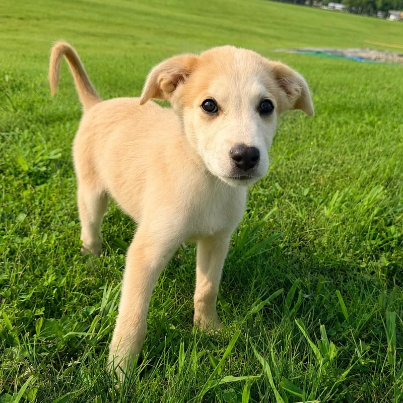 Beau