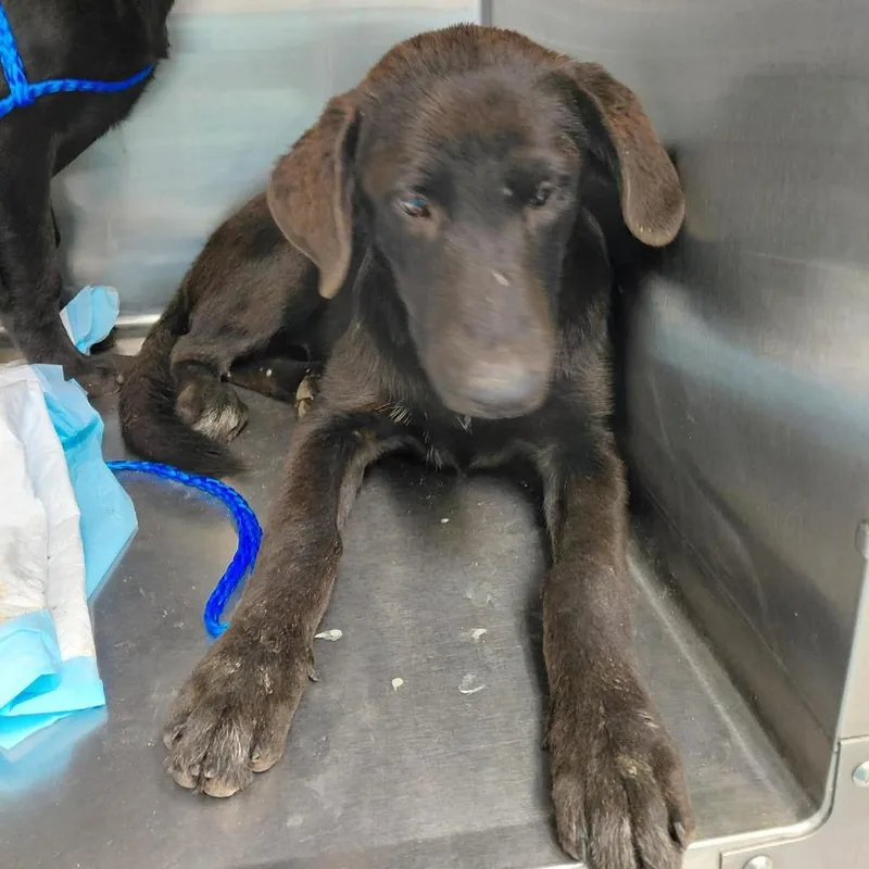 A young medium-sized female Black Labrador Retriever dog named Maci for adoption in Bastrop, TX