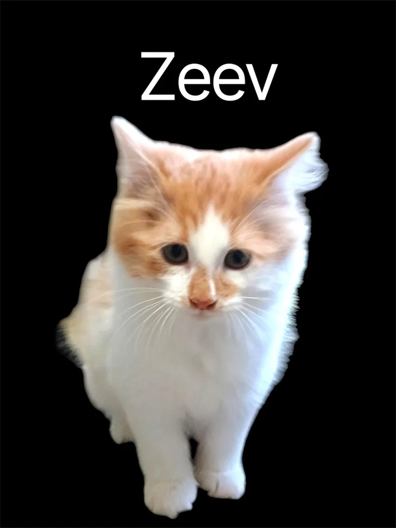Zeev
