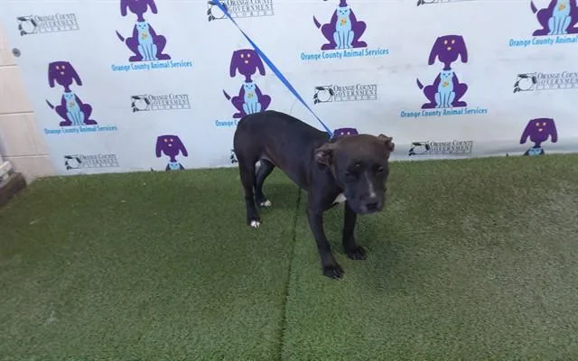 A young medium-sized female Pit Bull Terrier dog named Lola for adoption in Orlando, FL