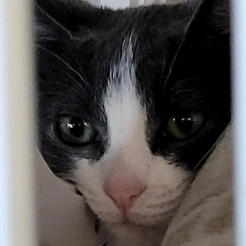 A baby small-sized female Gray / Blue / Silver Domestic Short Hair cat named Olivera for adoption in Monroe, MI