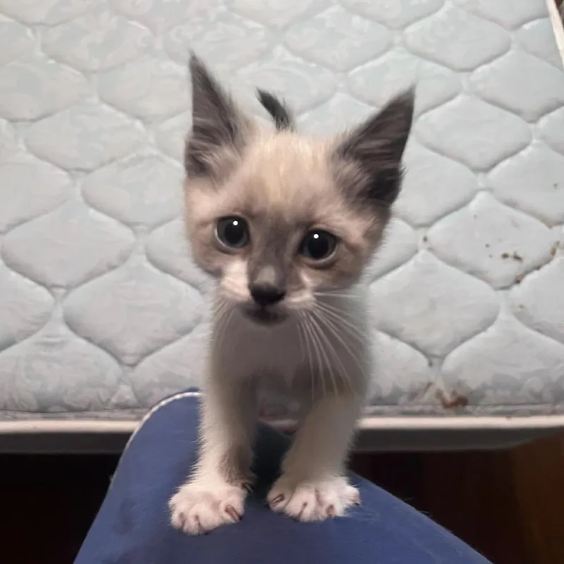 A baby small-sized male Cream / Ivory Domestic Short Hair cat named Ned Nederlander for adoption in Garden Grove, CA