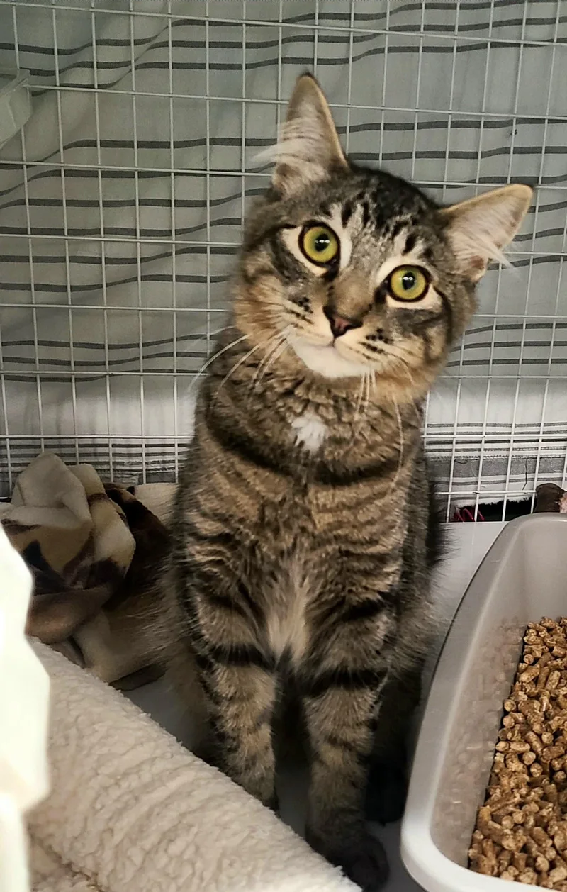 A baby medium-sized female Tabby (Brown / Chocolate) Domestic Short Hair cat named Pacey for adoption in Kirkland, WA