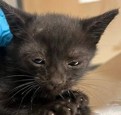 A baby small-sized female Domestic Medium Hair cat named Babar for adoption in Raleigh, NC