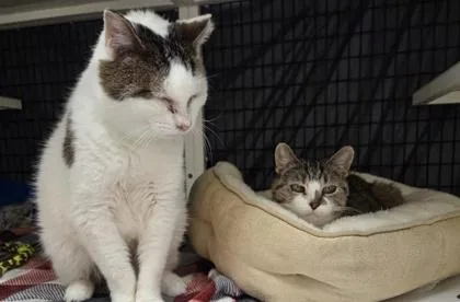 Wilbur [bonded To Priscilla]