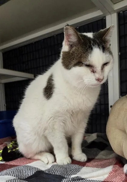 Wilbur [bonded To Priscilla] thumbnail 2