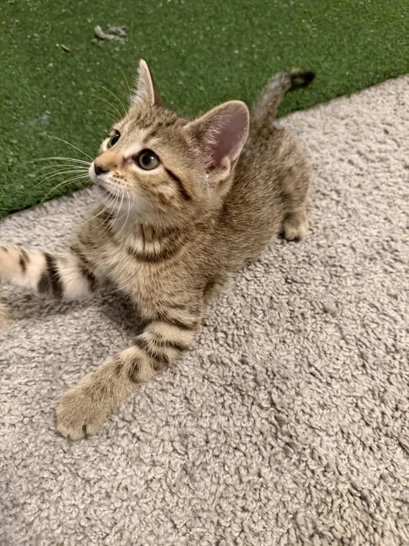 A baby medium-sized female Domestic Short Hair cat named Peanut for adoption in Wheaton, IL