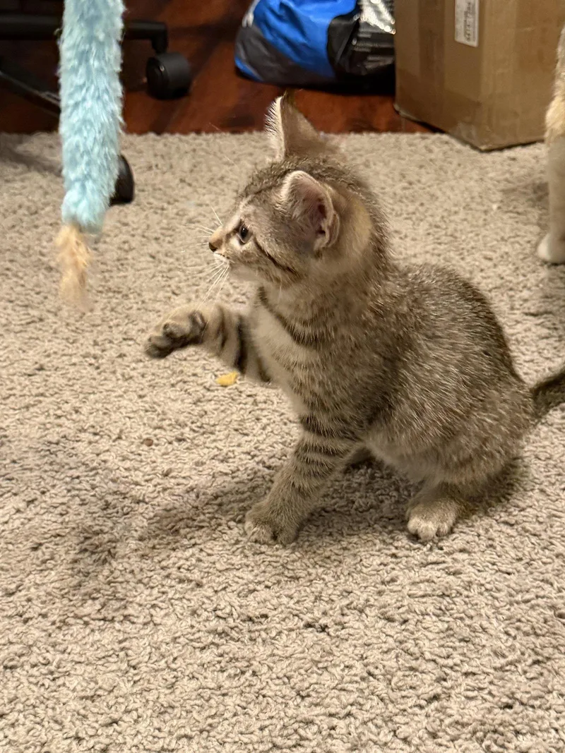Peanut thumbnail 2
